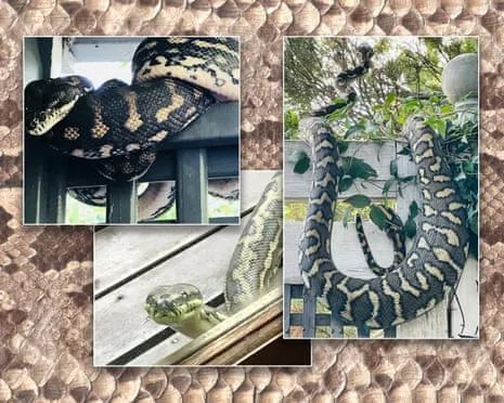 Embracing the Snakes in the Overhead Space: An Evolution from Anxiety to Respect